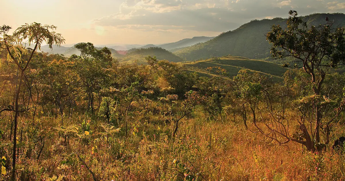 Manejo integrado do fogo é potencial aliado na redução de grandes incêndios e na proteção do Cerrado