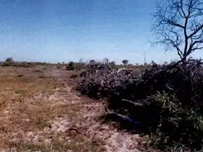MP investiga fazenda por desmatamentos que superam 3,6 mil hectares no Pantanal