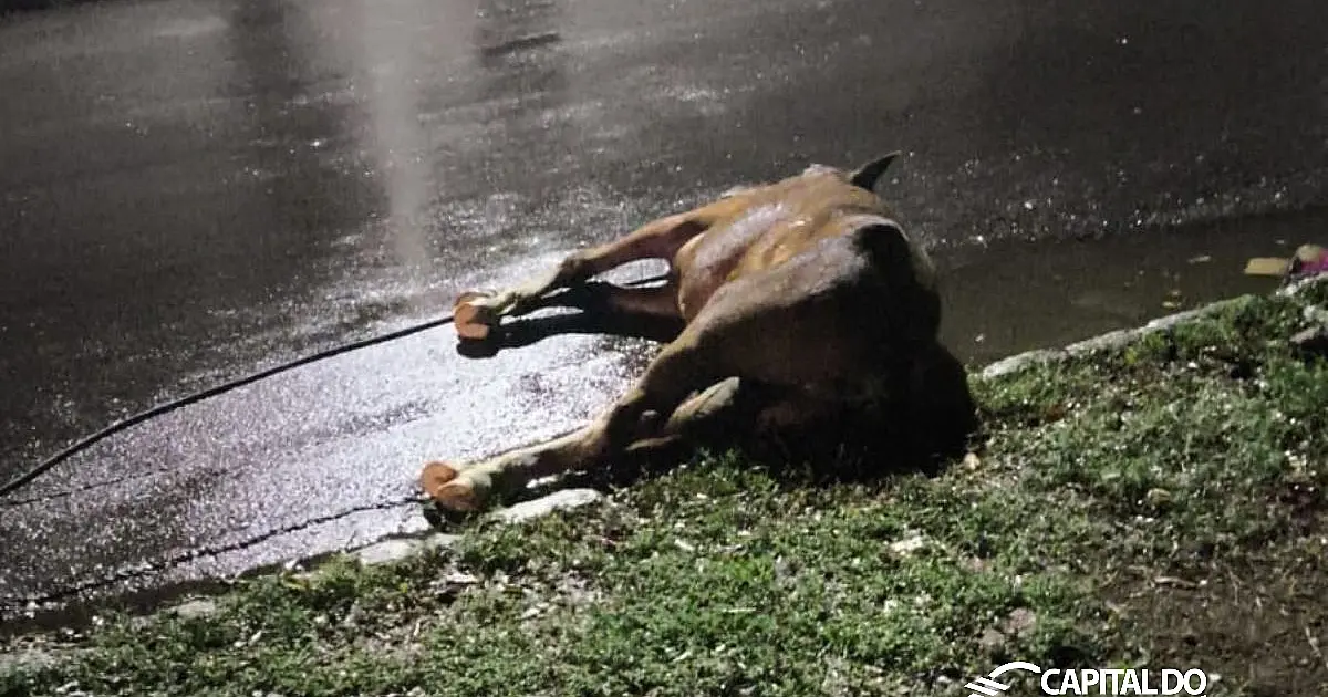 Cavalo morre atropelado em rua da área central de Corumbá