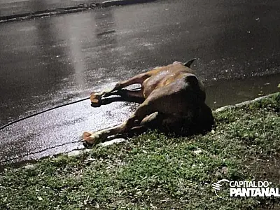 Cavalo morre atropelado em rua da área central de Corumbá
