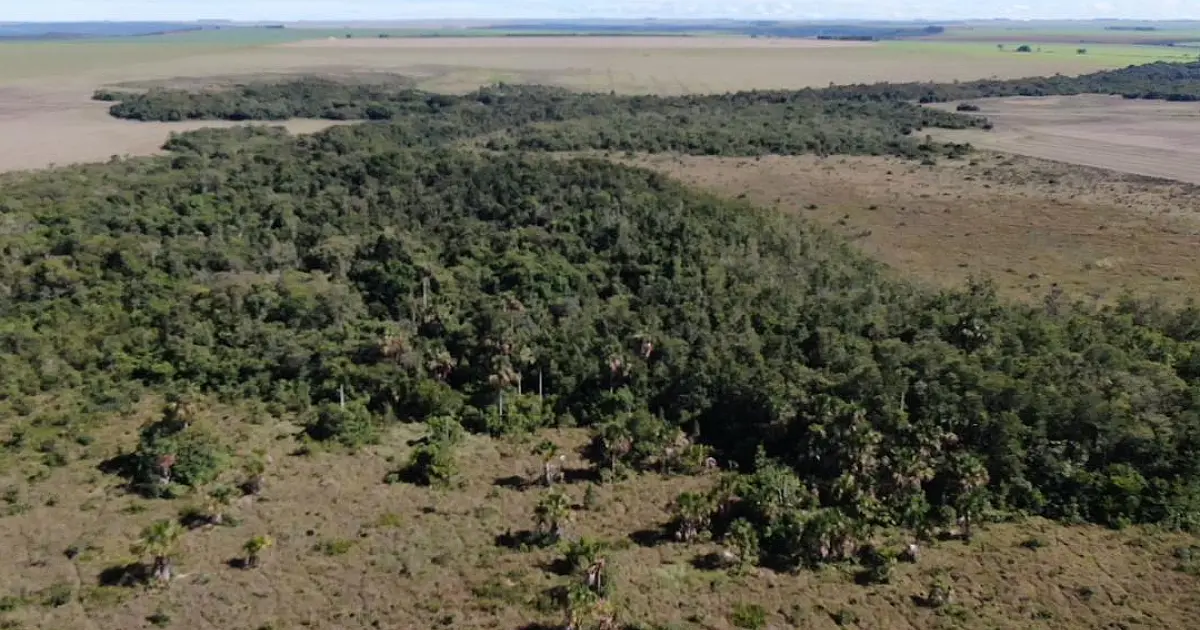 Risco da mudança no Código Florestal pode penalizar vanguarda de Mato Grosso do Sul
