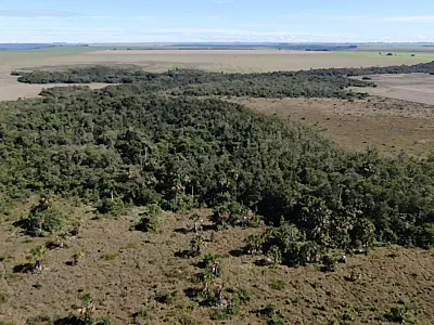 Risco da mudança no Código Florestal pode penalizar vanguarda de Mato Grosso do Sul