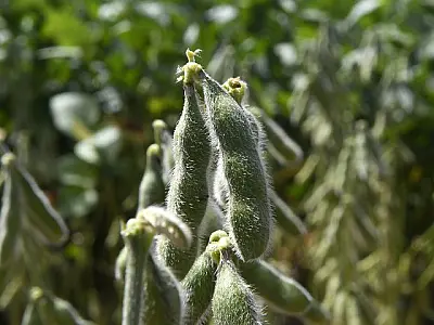 Quase 1 milhão de hectares de soja ainda não foram cadastrados em MS