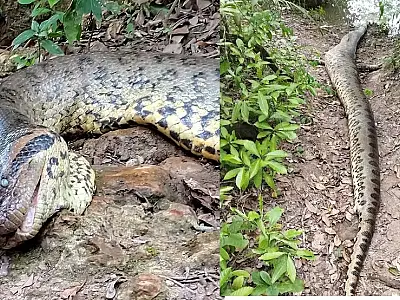 Perícia confirma que sucuri de Bonito morreu de causas naturais