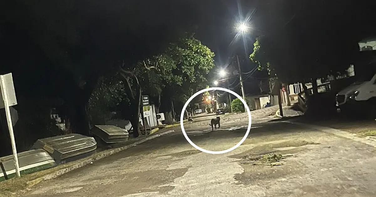 Porto de Ladário é isolado para captura de filhote de onça