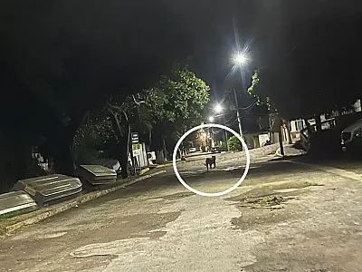 Porto de Ladário é isolado para captura de filhote de onça