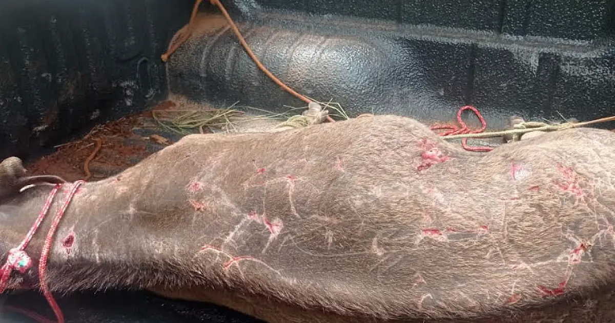 Anta baleada por caçadores é resgatada pela PMA