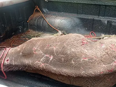 Anta baleada por caçadores é resgatada pela PMA
