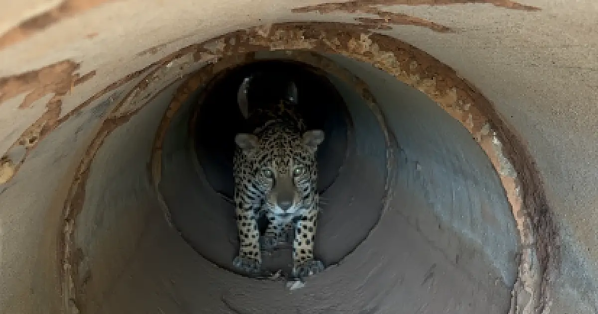 Devolvida ao Pantanal, onça Miranda segue sendo monitorada por sinal de GPS