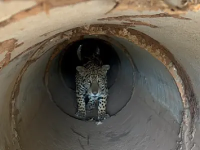 Devolvida ao Pantanal, onça Miranda segue sendo monitorada por sinal de GPS