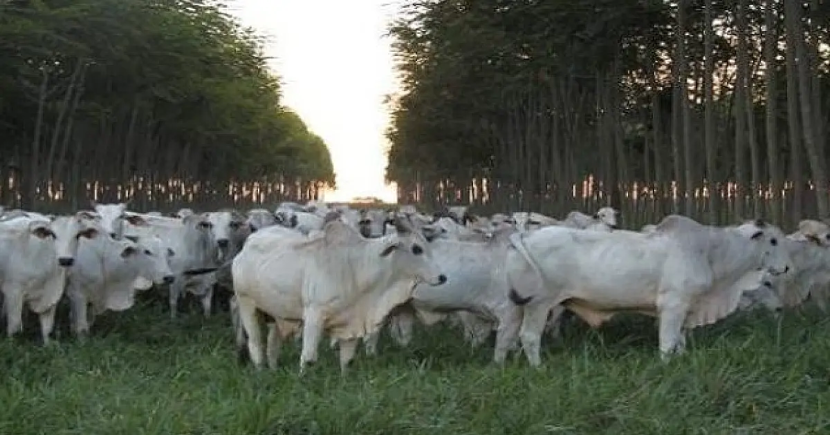 Corumbá é o 2&ordm; município com maior número de bovinos no país