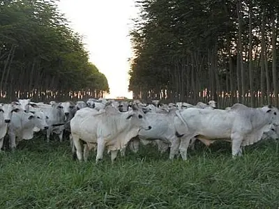 Corumbá é o 2&ordm; município com maior número de bovinos no país