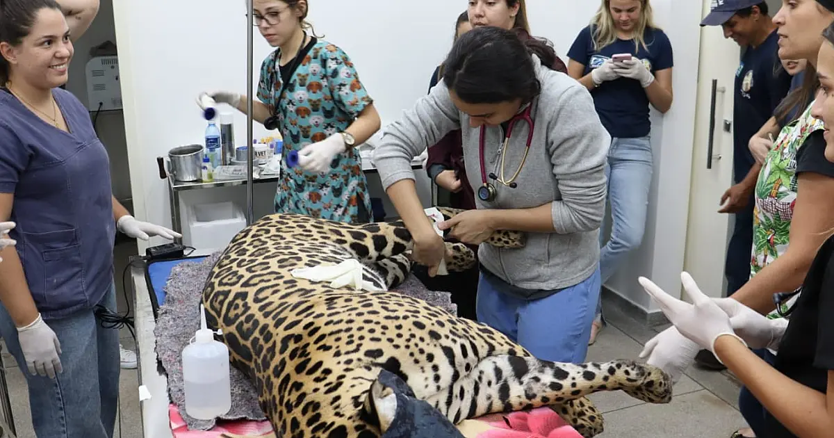 Onça Miranda apresenta cura das patas e Antã segue em tratamento especial