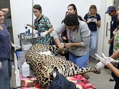 Onça Miranda apresenta cura das patas e Antã segue em tratamento especial