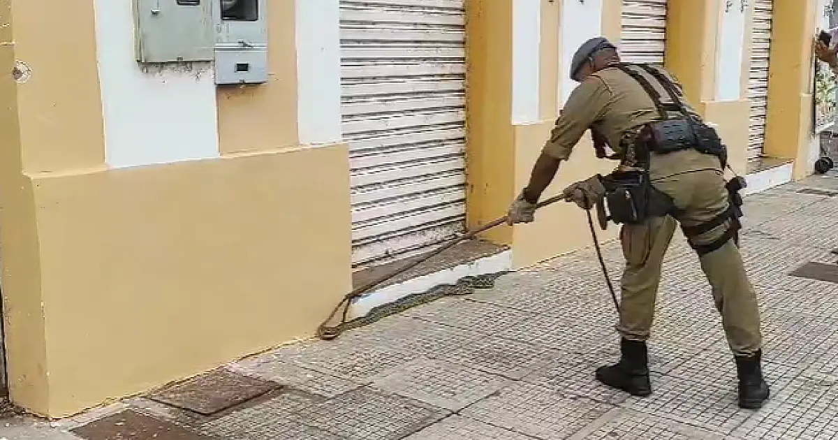 Bombeiros capturam duas serpentes em menos de uma hora em Corumbá