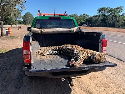 Onça-pintada morta na BR 262 é a segunda vítima de atropelamento em oito dias