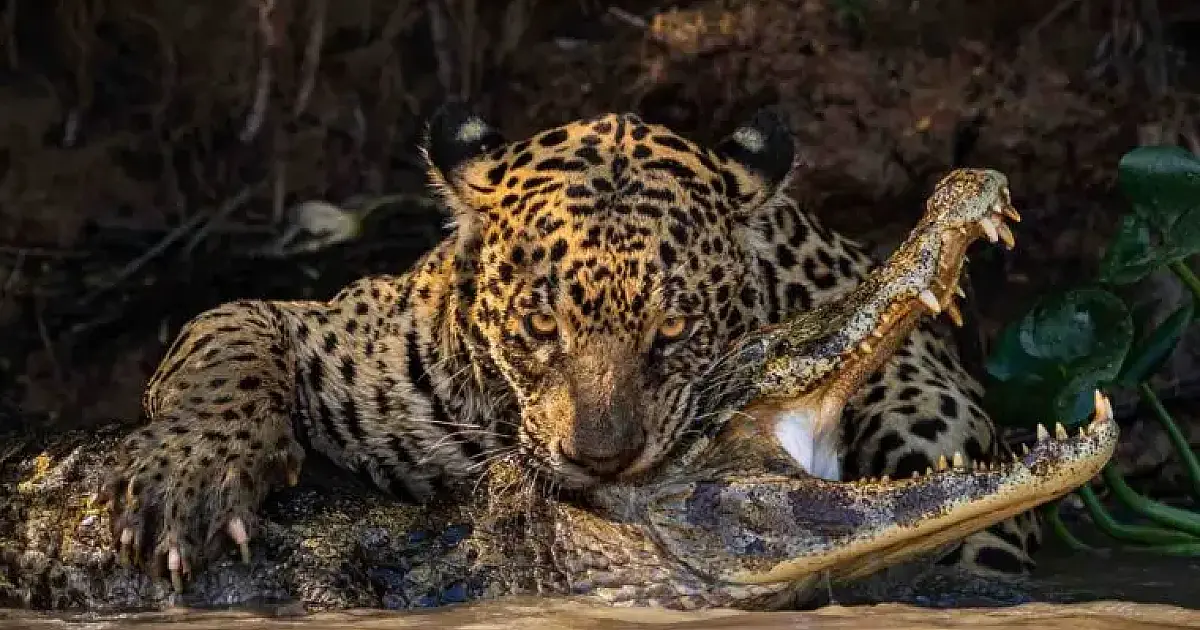 Bote de onça em jacaré no Pantanal é premiada em concurso internacional