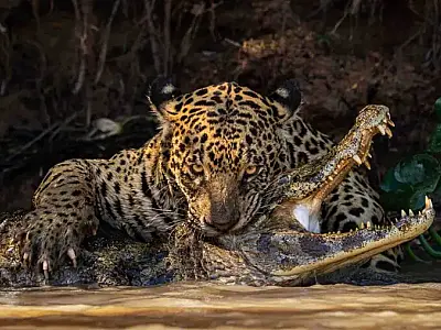 Bote de onça em jacaré no Pantanal é premiada em concurso internacional
