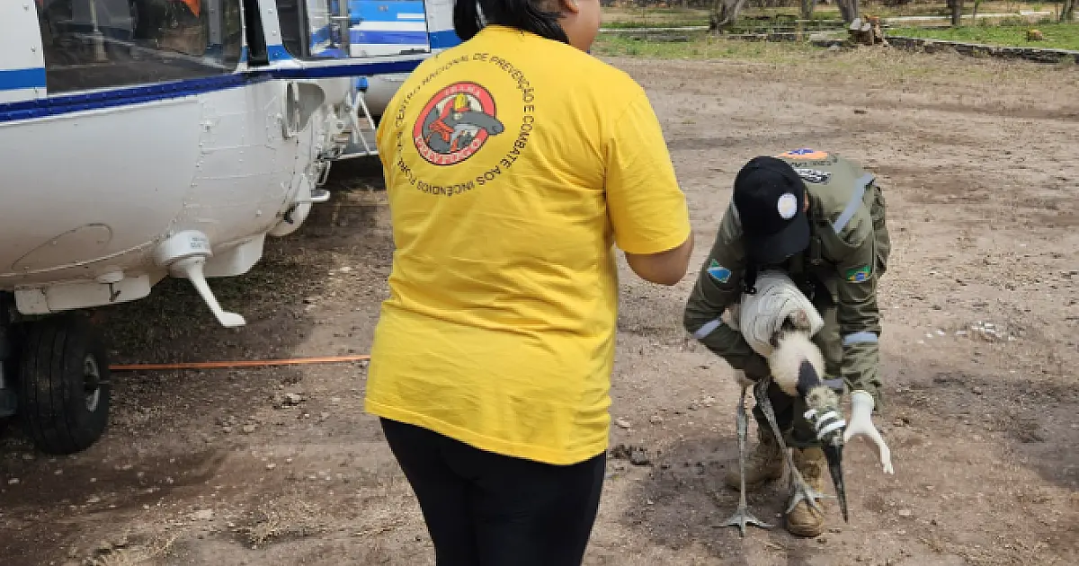 Filhote de tuiuiú resgatado de incêndio no Pantanal não resiste e morre
