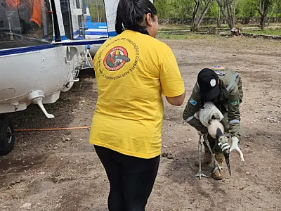Filhote de tuiuiú resgatado de incêndio no Pantanal não resiste e morre