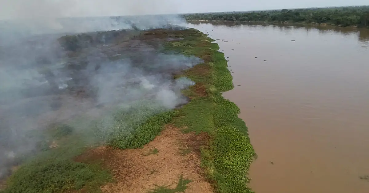 Dia do Pantanal alerta para degradação do bioma que sofre com efeitos da seca