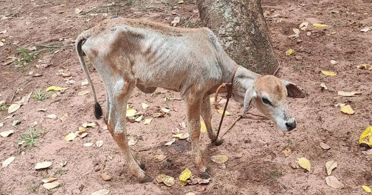 Comerciante é multada por abandonar novilha sem comida e água