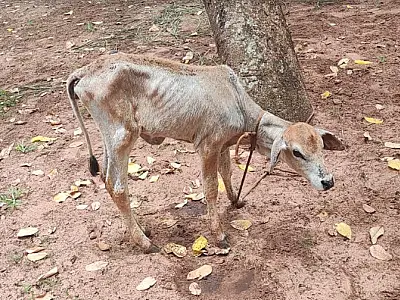 Comerciante é multada por abandonar novilha sem comida e água