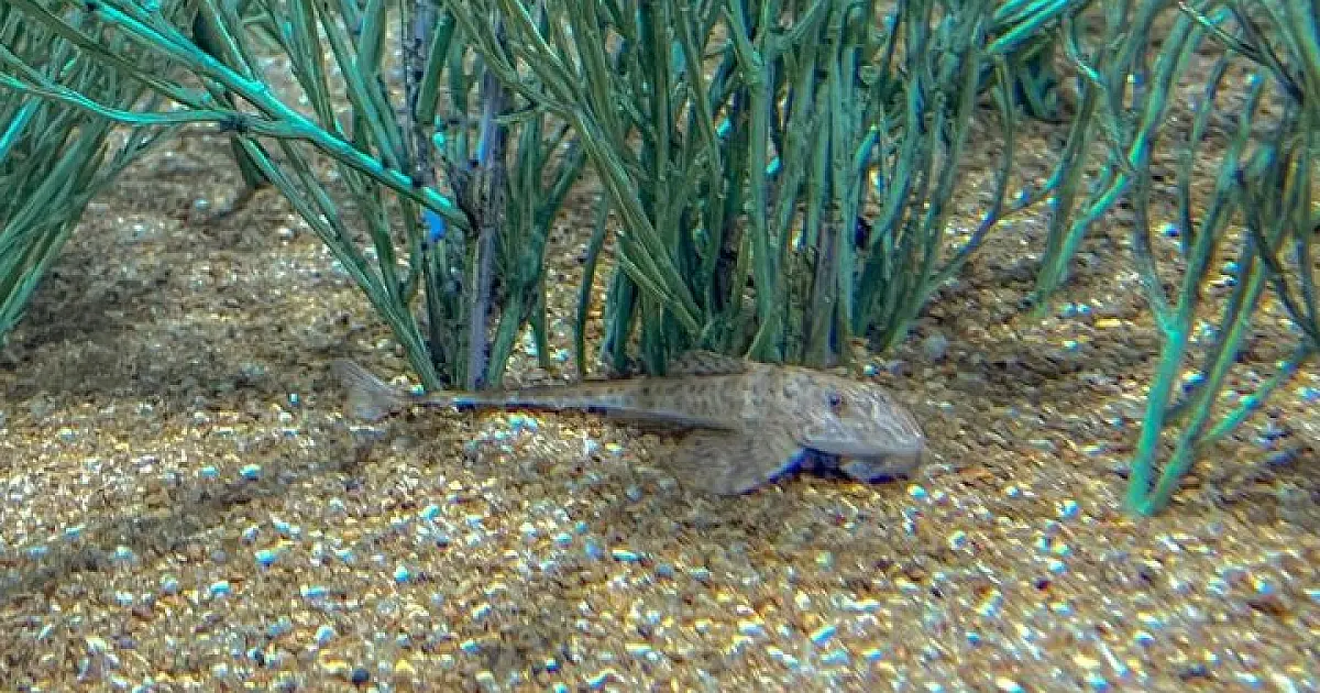 Peixe em extinção reproduz de forma inédita no mundo: espécie é atração no Bioparque Pantanal