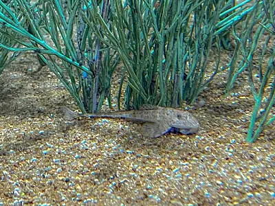Peixe em extinção reproduz de forma inédita no mundo: espécie é atração no Bioparque Pantanal