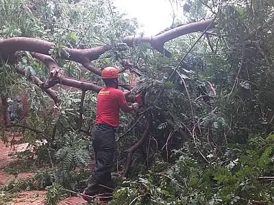 Vento forte derrubou duas árvores em Corumbá