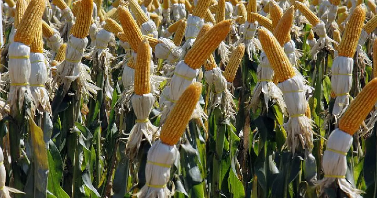 Renda agropecuária do Estado deve ficar em R$ 76,2 bilhões no ano