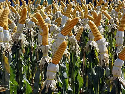 Renda agropecuária do Estado deve ficar em R$ 76,2 bilhões no ano