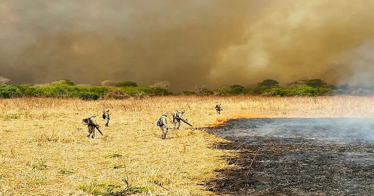 Pesquisadores da UEMS analisam fogo histórico no Pantanal
