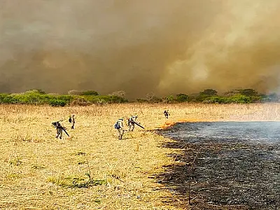 Pesquisadores da UEMS analisam fogo histórico no Pantanal