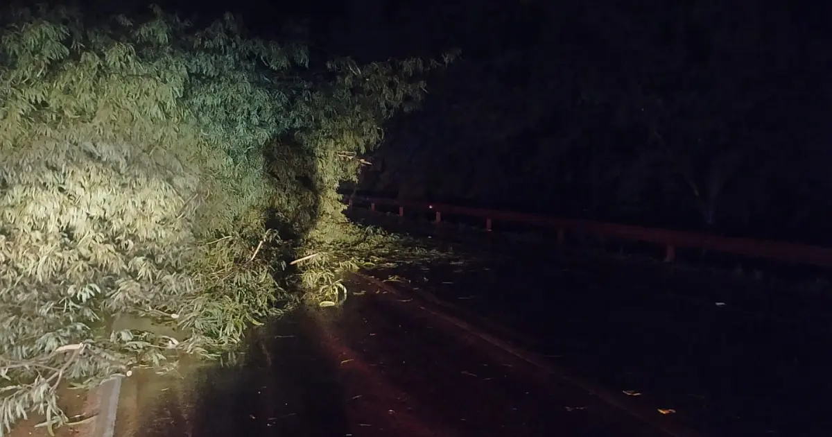 BR 262 ficou parcialmente bloqueada devido queda de árvore na noite de ontem