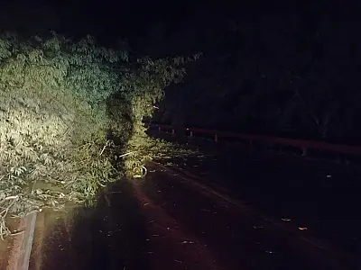 BR 262 ficou parcialmente bloqueada devido queda de árvore na noite de ontem