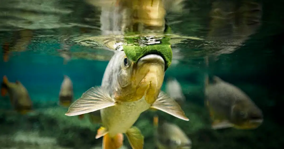 Fotógrafo documental lança Terra D'Água Pantanal, com renda revertida para IHP