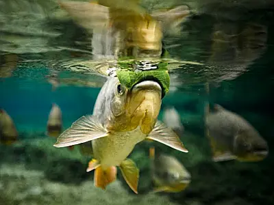 Fotógrafo documental lança Terra D'Água Pantanal, com renda revertida para IHP