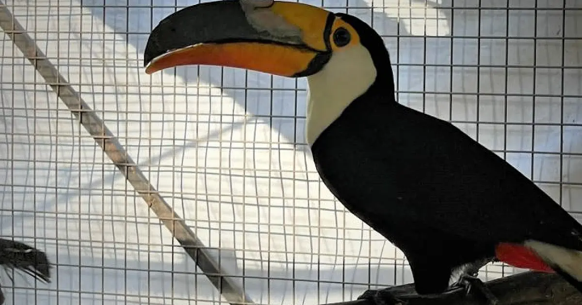Tucano em tratamento no CRAS recebe implante de prótese de bico feita em impressora 3D