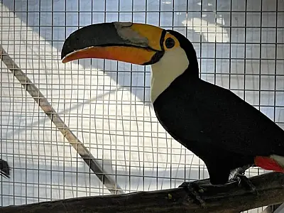 Tucano em tratamento no CRAS recebe implante de prótese de bico feita em impressora 3D