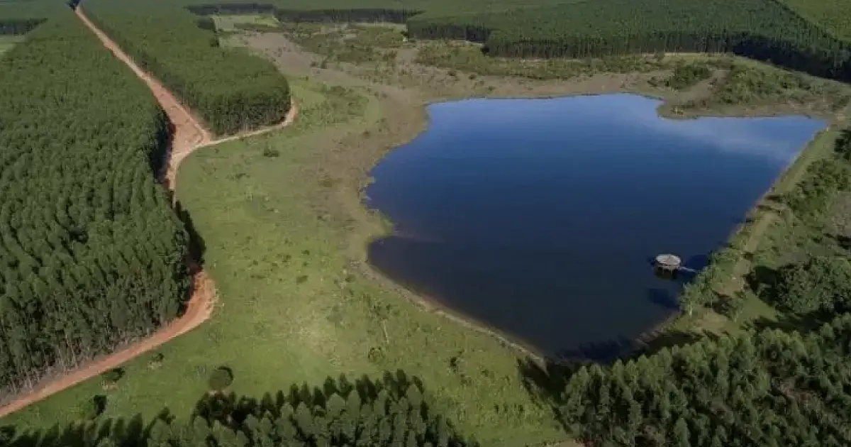 Mato Grosso do Sul se mantém como o 4° do país em área plantada de eucalipto