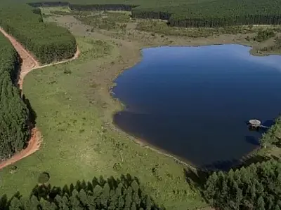 Mato Grosso do Sul se mantém como o 4° do país em área plantada de eucalipto
