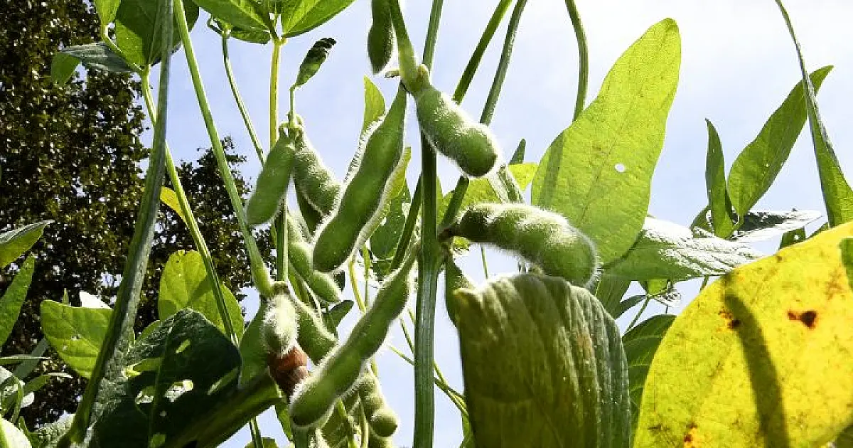 Agricultores de MS devem realizar o último plantio da soja até 24 de dezembro