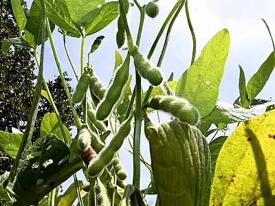 Agricultores de MS devem realizar o último plantio da soja até 24 de dezembro