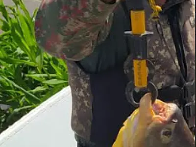 Pescador paulista é flagrado em pesca predatória no rio Paraguai
