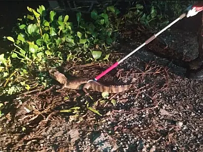 Jacaré de quase 2 metros é capturado em condomínio de Ladário