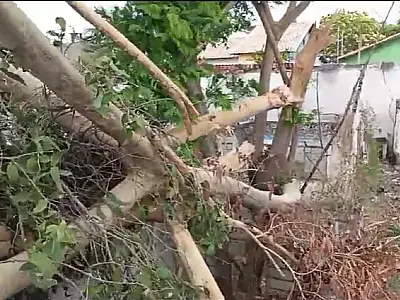 Árvore de grande porte cai sobre casa no bairro Universitário
