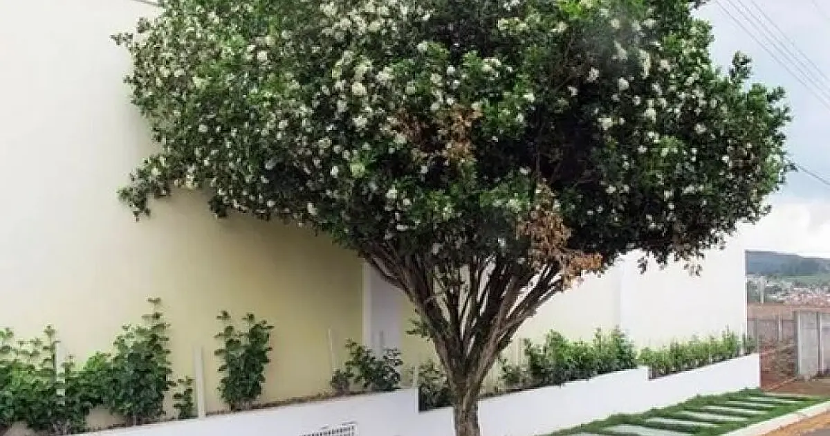 Plantio de Murta é proibida em Mato Grosso do Sul