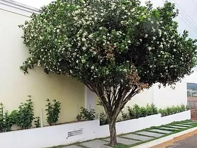 Plantio de Murta é proibida em Mato Grosso do Sul