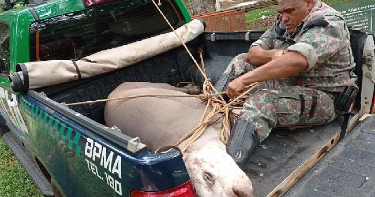 Anta de 280 kg é resgatada de atropelamento na BR 262